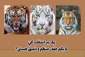 تست روانشناسی | با انتخاب یک ببر، می تونی بفهمی که آدم منظمی هستی یا نه؟