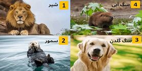تست روانشناسی | یک حیوان را انتخاب کنید تا بگویم شما کی هستید؟