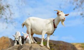 تعبیر خواب بز در خواب چیست؟ | تعبیر خواب بز از نظر معبران شرقی و غربی