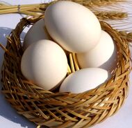 خبر خوب از بازار مرغ و تخم مرغ