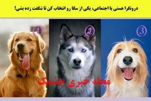 روانشناسی | یکی از سگ هارو انتخاب کن تا بگن دورنگرا یا برونگرا یا میانه گرا هستی