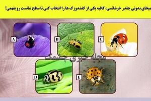 روانشناسی | میخوای بدونی چقدر لوک خوش شانسی؟ | این تست رو انجام بده
