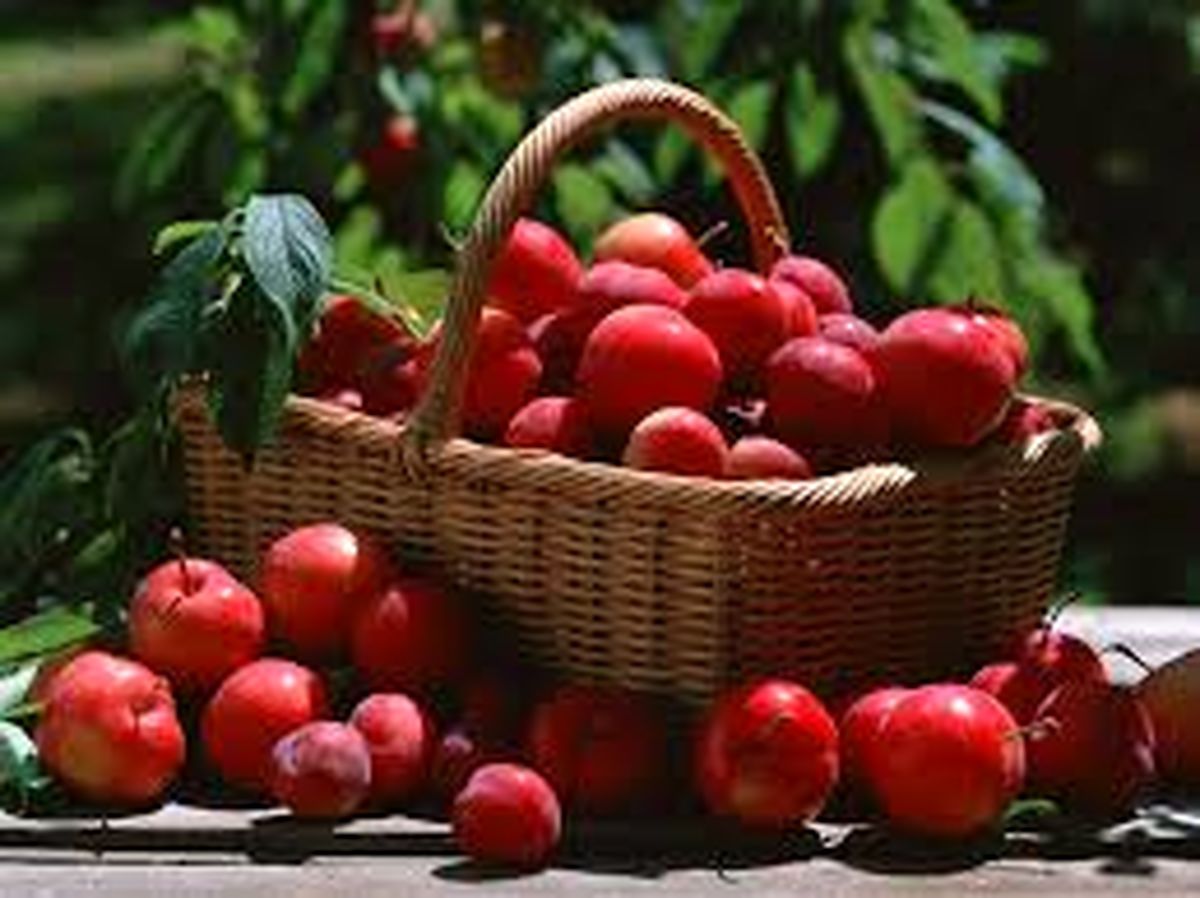 تعبیر خواب میوه در خواب چیست؟ | تعبیر خواب میوه در خواب از نظر معبران شرقی غربی