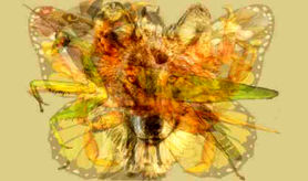 تست شخصیت شناسی | با یک نگاه به تصویر می توانید حقایق جالبی درباره شخصیت واقعی خود کشف کنید!