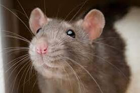 تعبیر خواب کامل موش از نظر معبران دینی و غربی