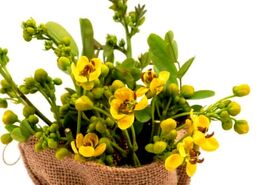 خواص درمانی و مزایای سلامتی برگ سنا برای رفع یبوست و لاغری