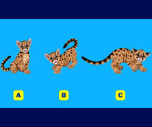تست روانشناسی | چقدر خجالتی و منزوی هستی؟ یک یوز انتخاب کن