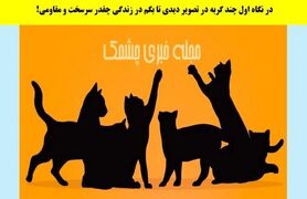 تست شخصیت شناسی | بگو تو نگاه اول چندتا گربه دیدی تا بگم زندگیت چقدر سخت بوده و تو چقدر محکم بودی