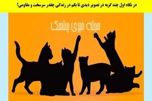 تست شخصیت شناسی | بگو تو نگاه اول چندتا گربه دیدی تا بگم زندگیت چقدر سخت بوده و تو چقدر محکم بودی